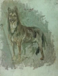 Study of an Animal (Dog)